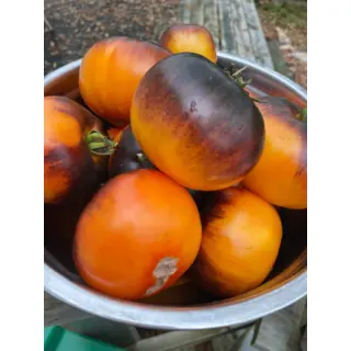 Tomato - Alice's Dream (Seed)