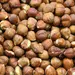 HAZELNUTS OG | 5 LBS