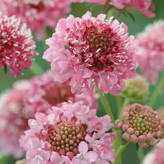 Scabiosa - Salmon Queen (Seed)