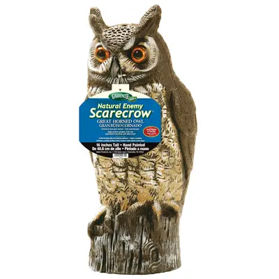 Great Horned Owl