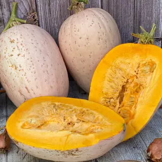 Squash - Winter Jumbo Pink Banana (Seed)