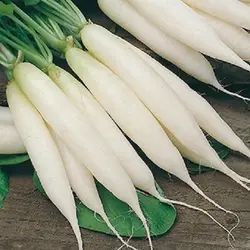 Radish - Long White Icicle (Bulk Seed)