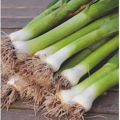 Leeks (Bulk Seed)