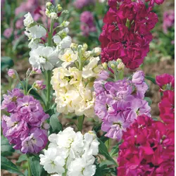 Stocks - Ten Weeks Mix (Bulk Seed)