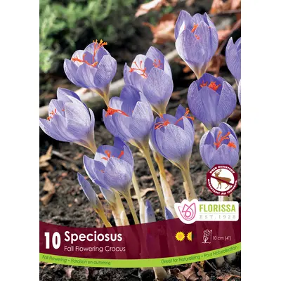Crocus - 'Speciosus' 10/pkg