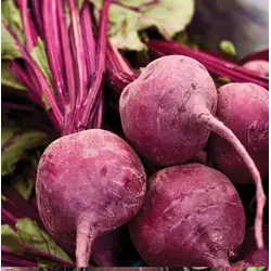 Beet - Ruby Queen (Bulk Seed)