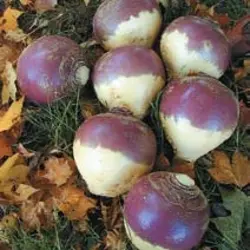 Rutabaga - York Swede (Bulk Seed)