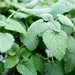 Lemon Balm - Mandarina (Seed)