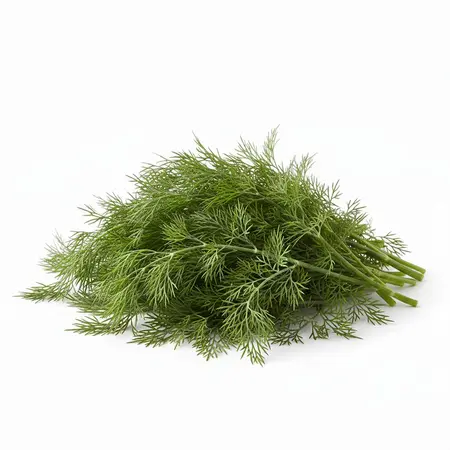 HERB DILL OG | 1 LB