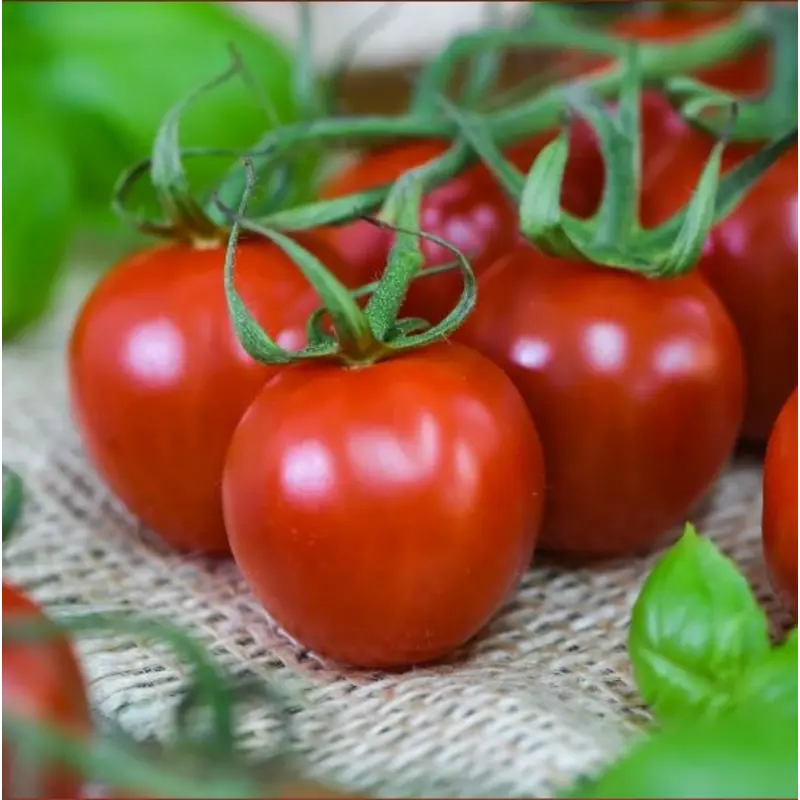 Halifax Seed Company - Tomato - Rubylicious (Seed)
