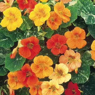 Nasturtium - Tutti Frutti Mix (Seed)