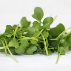 Microgreens - Kale (Bulk Seed)