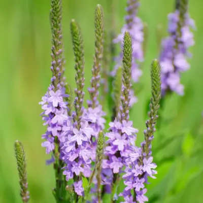 Hoary Vervain (Seed)