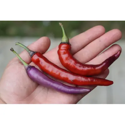 Hot Pepper - Buena Mulata (Seed)