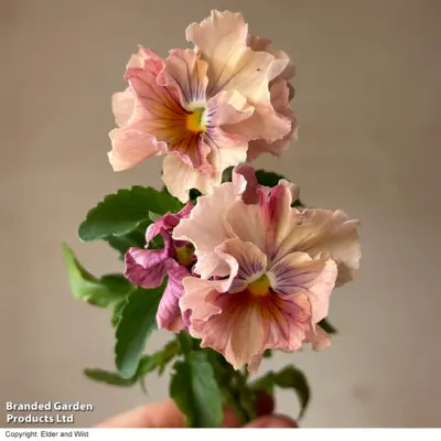 Pansy - Chianti Shades (Seed)