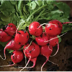Radish - Cherry Belle (Bulk Seed)