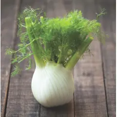 Herb - Fennel (Bulk Seed)