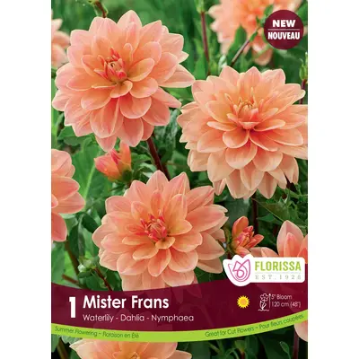 Dahlia - 'Mister Frans' 1/pkg