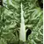 SWISS CHARD LUCULLUS 25G
