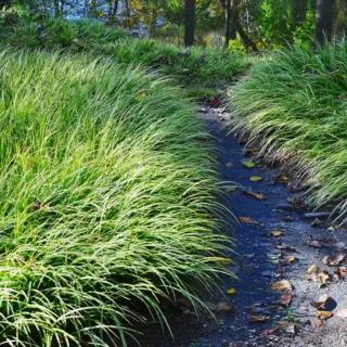 Prairie Dropseed (Seed)