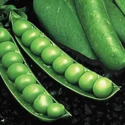 Pea - Knight (Bulk Seed)