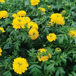 Marigold - Mission Giant (Seed)