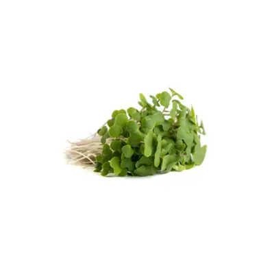 Red Kale Sprouting Seed