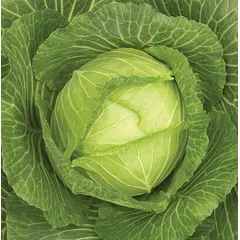 Cabbage - Golden Acre (Bulk Seed)