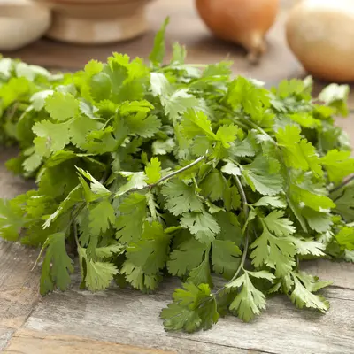 Herb - Cilantro (Seed)