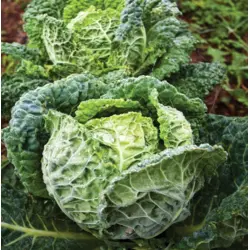 Cabbage - Savoy Express Hybrid (Bulk Seed)
