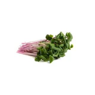 Triton Radish Sprouting Seed