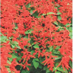 Salvia - St John's Fire (Bulk Seed)