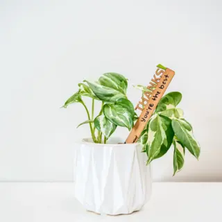 Mini Celebration Plant Stake