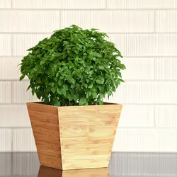 Herb - Basil - Bonsai (Bulk Seed)