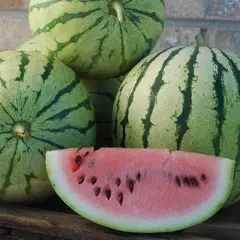 WATERMELON MINI OG | 8 CT