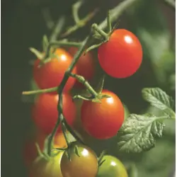 Tomato - Red Cherry (Bulk Seed)