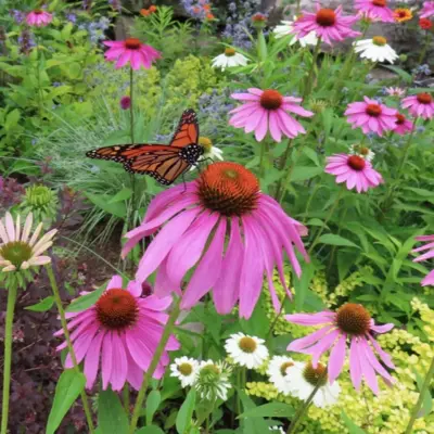 Purple Coneflower (Seed)