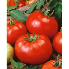 TOMATO BEEFSTEAK OG | 15 LBS