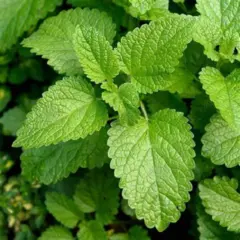 Herb - Lemon Balm (Bulk Seed)