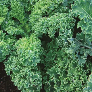Kale - Westland Autumn Curled (Organic Seed Tape)
