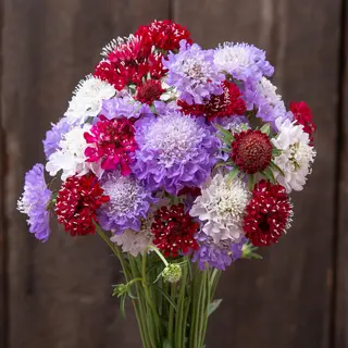 Scabiosa - Dynamix Mix (Organic Seed)