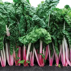 Swiss Chard - Peppermint (Bulk Seed)