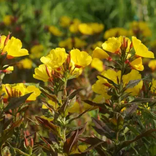 Common Evening Primrose (Seed)