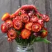Strawflower - Fireball (Organic Seed)