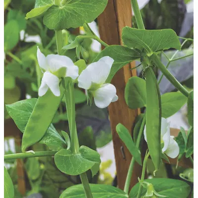 Pea - Little Snow Pea White (Seed)