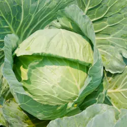 Cabbage - Early Copenhagen (Bulk Seed)