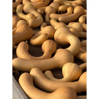 Winter Squash - Canada Crookneck (Seed)