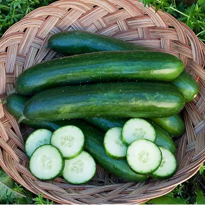 Summer Squash - Dark Green (Organic Seed)