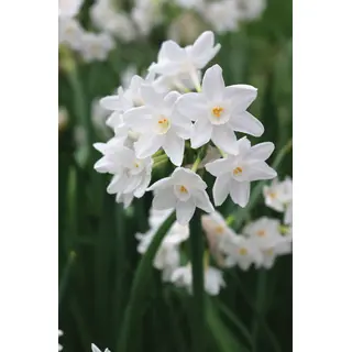 Paperwhites - 'Ziva' 5/pkg