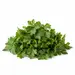 HERB PARSLEY FLAT OG | 10 CT